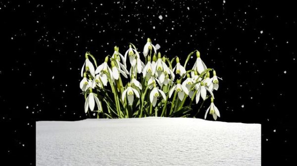 "Подснежник" (Snowdrop)