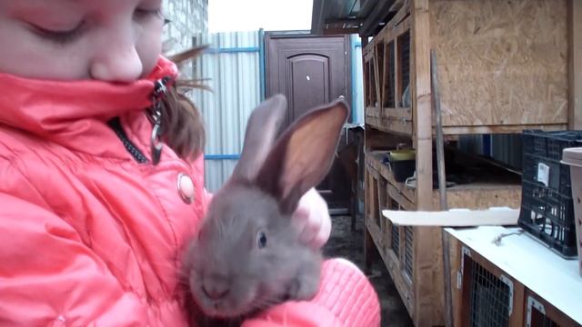 Пополнение! Немецкий пестрый великан(строкач) смотреть онлайн