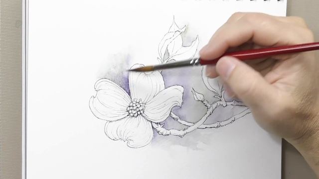Ink Line and Wash Botanical Demo смотреть онлайн
