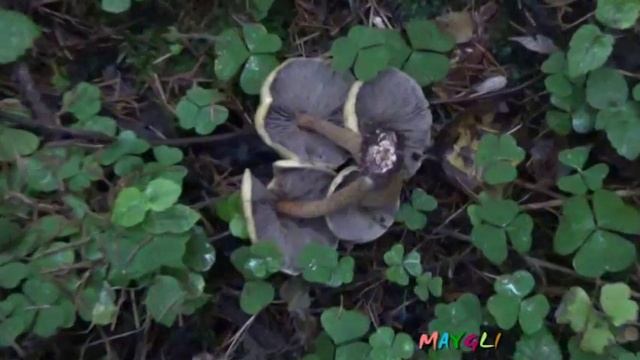 Какие грибы растут в ноябре. смотреть онлайн