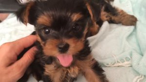 Маленькие йорки