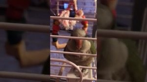 Попугай монах-квакер, Калита потешно разговаривает