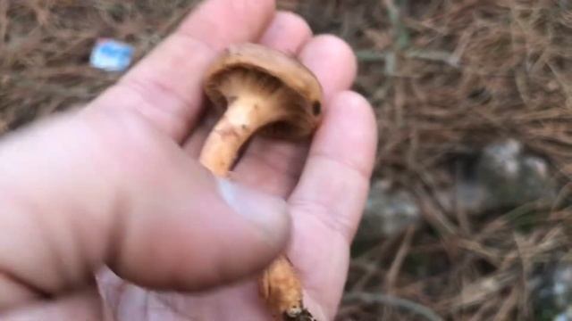 Çam kabara mantarı. Chroogompus rutilus. Bu mantar zehirli mi? Yenir mi? Tüm özellikleri смотреть онлайн