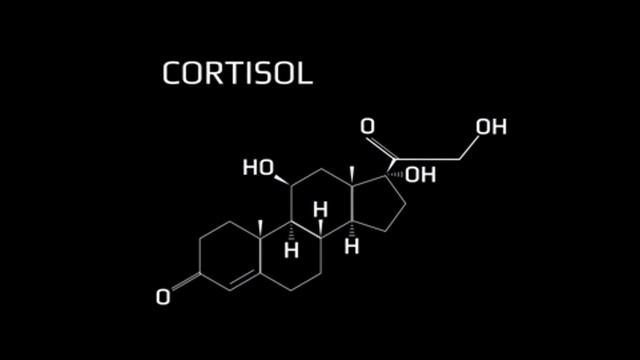 The Most Stressful Thing the Body Can Experience смотреть онлайн