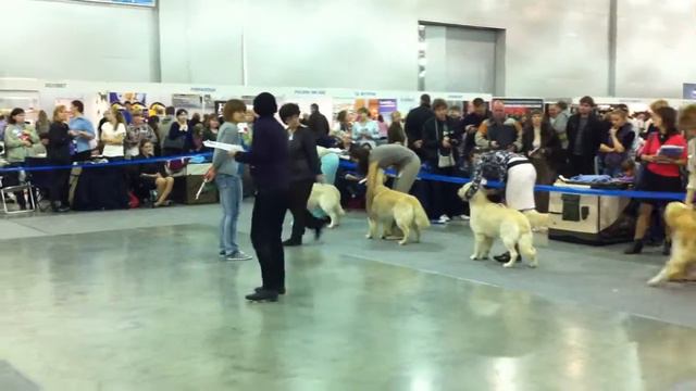 Golden Retriever Porsch (int class) Russia 2011 смотреть онлайн