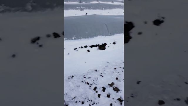 Морковь под плёнкой. смотреть онлайн