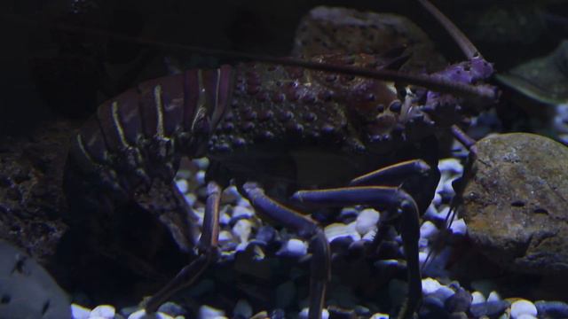 Carnival of the Animals, Camille Saint-Saëns: Aquarium смотреть онлайн