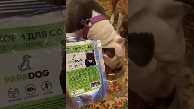 Влажный корм для собак PapaDog "Говядина с морковкой" (були) смотреть онлайн