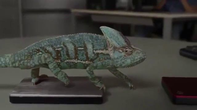 Забавный хамелеон меняет цвет смотреть онлайн