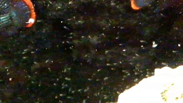 Самец и самка акары бирюзовой смотреть онлайн