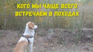Кого мы чаще всего встречаем в походах