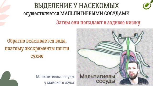 Л.36 | ВЫДЕЛЕНИЕ У ОРГАНИЗМОВ | ОБЩАЯ БИОЛОГИЯ ЕГЭ смотреть онлайн