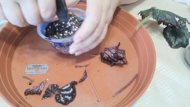 Бегония, укореняем ?разными способами. Способы размножения бегонии ? смотреть онлайн