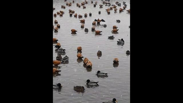 зимнее царицыно смотреть онлайн