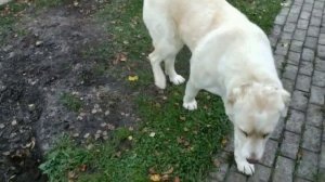 Огород для владельцев собак / Как защитить огород от собак?