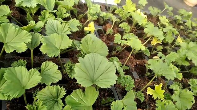 Укоренение тюльпанов и других растений смотреть онлайн