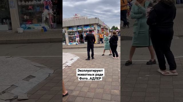 Эксплуатируют животных ради фото Адлер смотреть онлайн