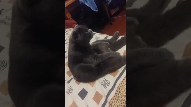 Шотландский кот Гоша