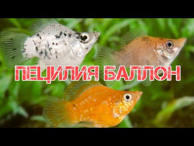 ПЕЦИЛИЯ БАЛЛОН ИЛИ ПЕЦИЛИЯ ДИСКОВАЯ. СОДЕРЖАНИЕ И РАЗВЕДЕНИЕ В АКВАРИУМЕ смотреть онлайн