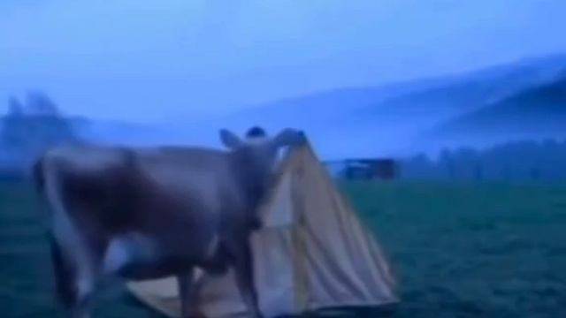 Шанс, что вашу обувь украдёт корова мал, но никогда не равен нулю смотреть онлайн