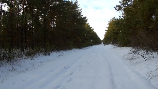 Русская пегая гончая Плакса в о.х. Краснодонское 15 01 2020 смотреть онлайн