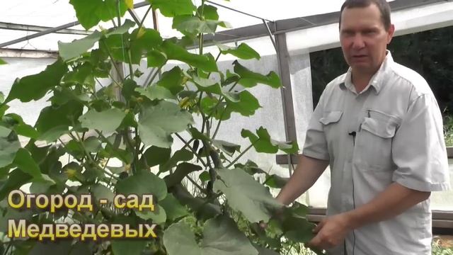 Огурцы доросли верха теплицы - как формировать дальше смотреть онлайн