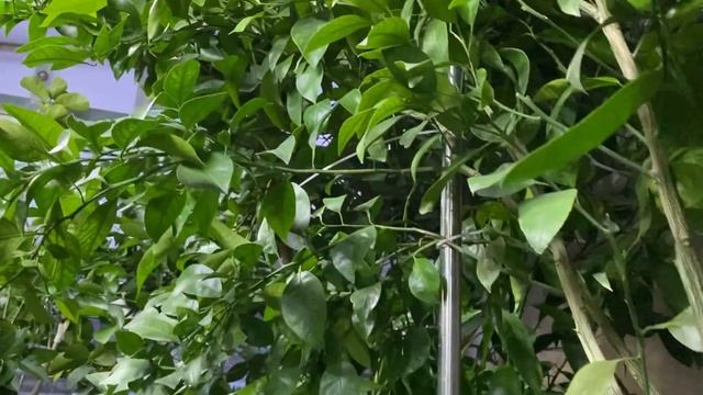 Все цветут и растут, не смотря на низкую температуру смотреть онлайн