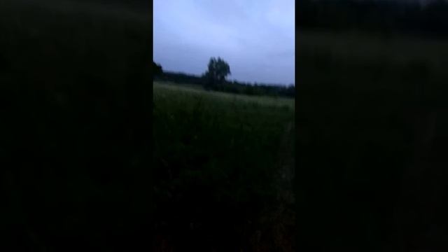 Лосиха и лосенок. смотреть онлайн