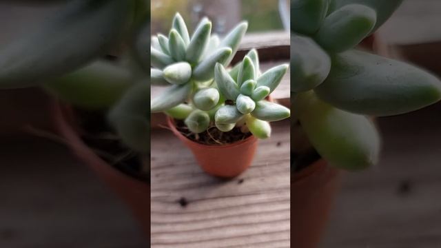 Суккуленты виды: Эхеверия Хукера смотреть онлайн