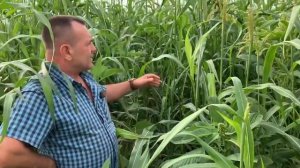 Покровные культуры 21-го года выпуска на полях Андрея Усова