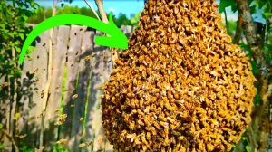 СУПЕР РОЙ | Работа на пасеке #73