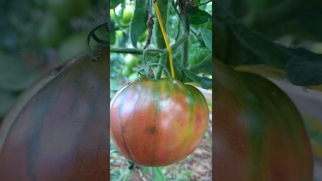 Томат ЧЕРНЫЙ АНАНАС.Ярославская область. смотреть онлайн