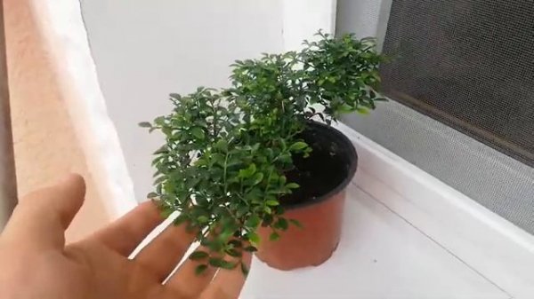 Murraya dwarf. Карликовая мурайя. Мурайя гном