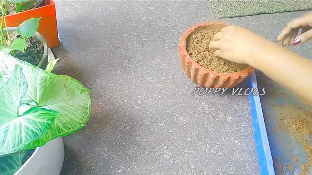 Butterfly plant care in Malayalam//care&Propagation /BUTTERFLY PLANTS/POPPY VLOGS смотреть онлайн