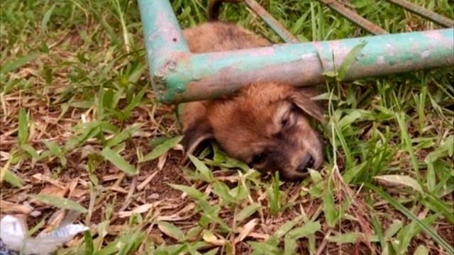 На щенка упали железные ворота. Он плакал изо всех сил и звал на помощь!