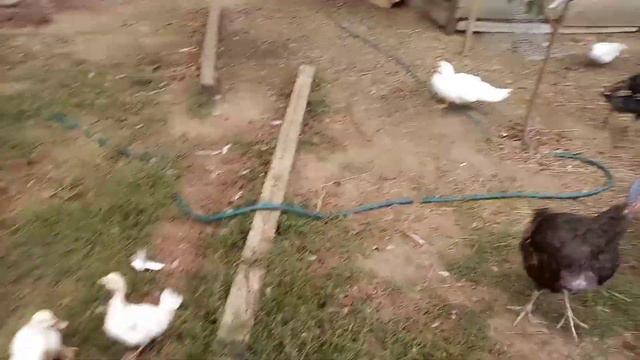 Фасад дома.Утка выводит утят. смотреть онлайн