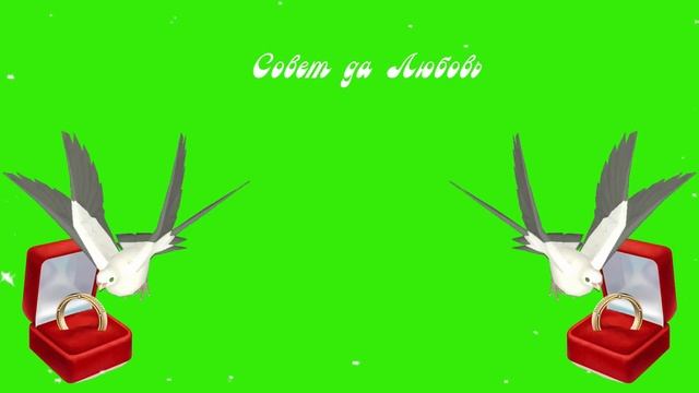 Футаж "Совет да Любовь / голуби и кольца"(хромакей) смотреть онлайн