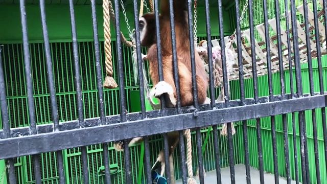 Смешная обезьяна, но 🤣🥲🤣🙈🐵🐒 смотреть онлайн