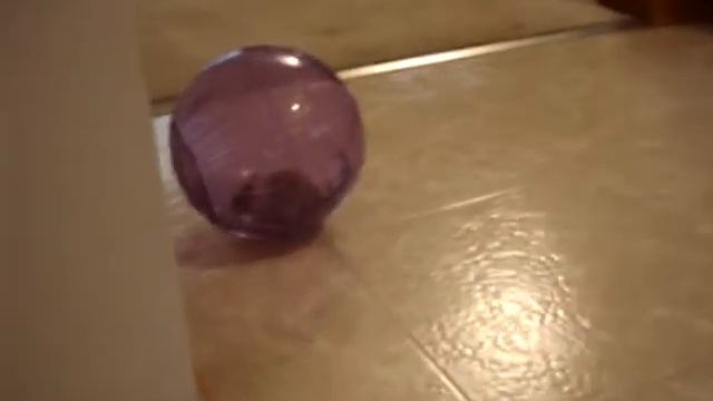 Gerbil in a ball hits the wall смотреть онлайн