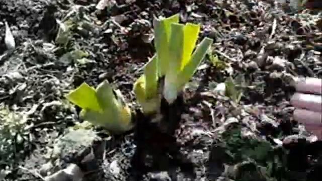 Цветы ИРИСЫ. Календарь работ - ВЕСНА смотреть онлайн