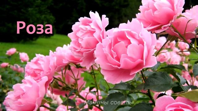 Что сажать на рассаду в январе? смотреть онлайн