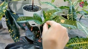 КРОТОН - ПРОБЛЕМЫ С ВЕТВЛЕНИЕМ. Что делать, когда обрезка не дает желаемых 2-3 веток.