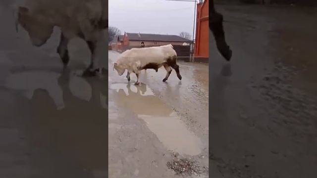 бык шароле ,1000 кг смотреть онлайн