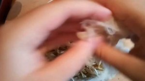 ДУХИ ИЗ ЦВЕТОВ? в домашних условиях. Из 2 ИНГРЕДИЕНТОВ!!! | ForestInspire