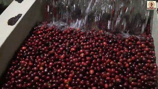 COFFEE TOURISM IN BUON MA THUOT - VIETNAM смотреть онлайн
