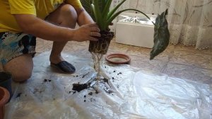 алоказия Регал Шилдс пересадка крупномера #алоказия #цветы #пересадкаалоказии