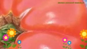 Томат обыкновенный Бердский Крупный. Краткий обзор, описание характеристик, где купить семена