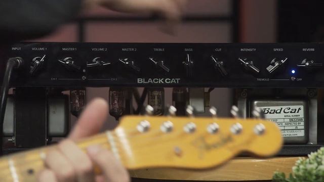 2022 Black Cat Amp by Bad Cat Amps with Fender CS Tele Demo смотреть онлайн