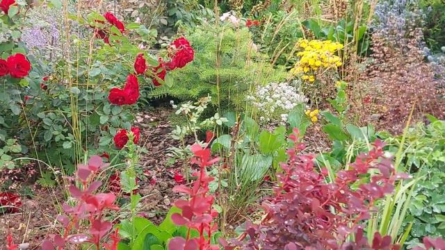 Яркий август 2023 г.#многолетниецветы#розы#синеголовник# смотреть онлайн