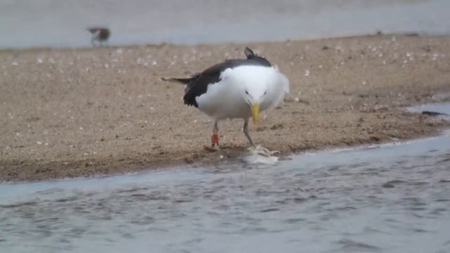 9.5.21 Goéland marin orange 4:DJK (Larus marinus, Great Black-backed Gull) смотреть онлайн